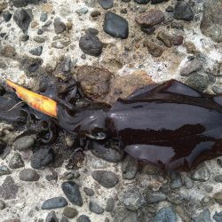 新タックルでの初釣果